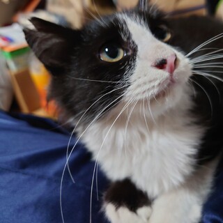 フワモフ毛並みの甘えん坊美人さん、しじみちゃん