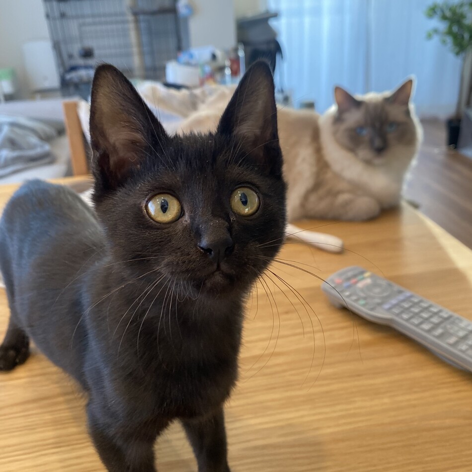 タロのカバー写真