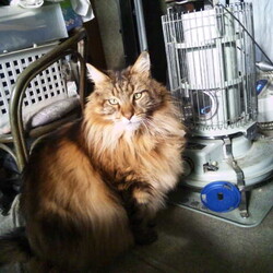 「鹿監視パトロール隊！ニャルソック中！」サムネイル2