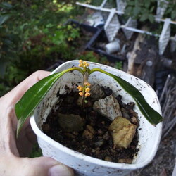 「鹿監視パトロール隊！ニャルソック中！」サムネイル3