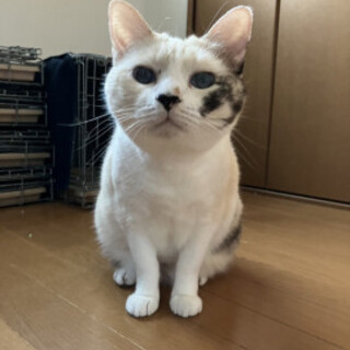 可愛いパステル三毛女子フーちゃん♀3歳