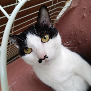 里親募集  ハチワレちゃん