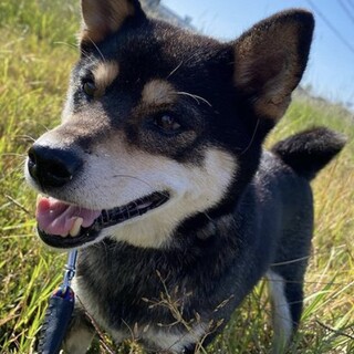 小さめの柴犬ゆきちゃん家族を募集中です！