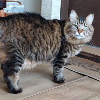 里親募集 ふわふわ茶トラちゃん