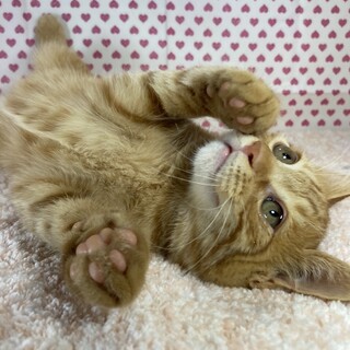 イタズラもするけど甘えん坊で可愛いチャーリー❤️