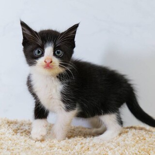 生後約1か月の仔猫の里親さん募集します！