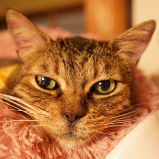 お尻ポンポンたまらーん！「たまらんち」