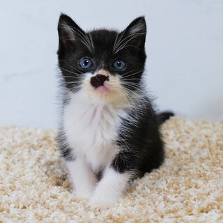 生後約1か月の仔猫の里親さん募集します！