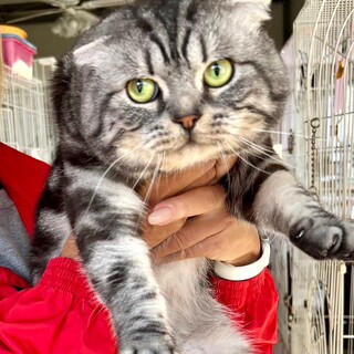 C23-M1222 可愛すぎ♪デカニャン♪