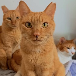 琴ちゃんはいつも見つめている