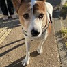 お散歩だんだん好きになってきた❤️