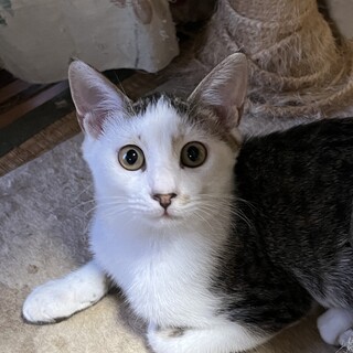 美男子の生後5ヶ月の男の子