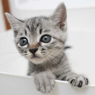 サバトラ子猫2兄妹の男の子