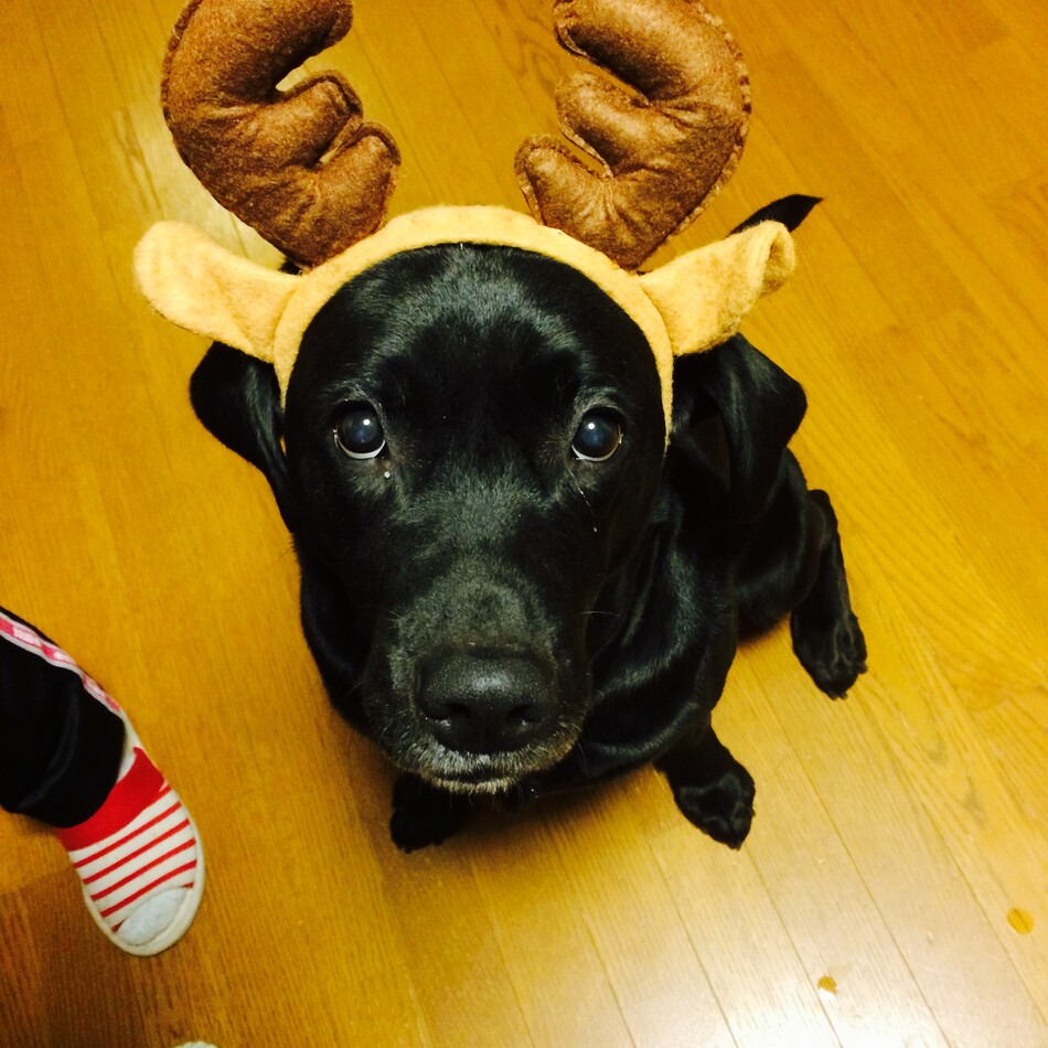 もものカバー写真