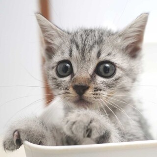 サバトラ子猫2兄妹の女の子