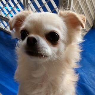 お世話に成りました。