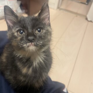 みんなを笑顔にしてくれるサビ猫♬.*ﾟミニーちゃん