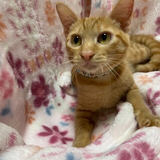 12/17荒川区西尾久譲渡会参加　あん