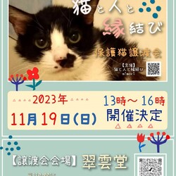 ★ 猫の譲渡会 in 稲荷町 ★