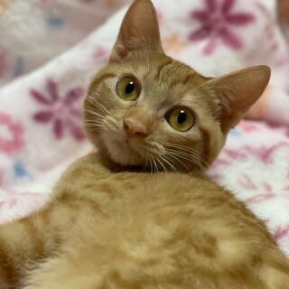 12/3荒川区西尾久譲渡会参加　みかちゃん