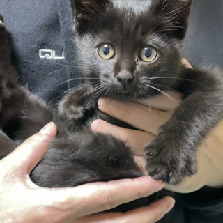 小さい子猫ちゃんの里親さん募集！