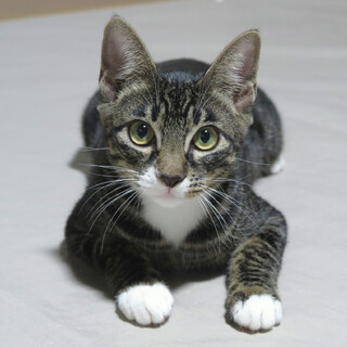 遊び好きでゴロスリな★ゲンくん