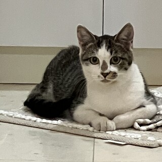 【緊急！】お願いします！好奇心旺盛の保護猫さん