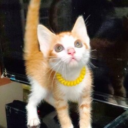 待ちねこ譲渡会　子猫４０匹参加します！