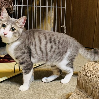 ⑧すいか　雄　サバ白　5ヶ月　甘えん坊