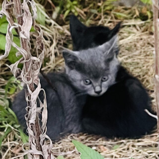 生後4〜5週　グレー男の子♡兄弟も同時募集！