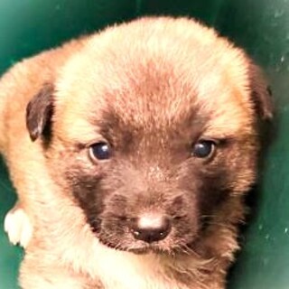 5-3-233◆可愛い子犬◆家族に迎えませんか？