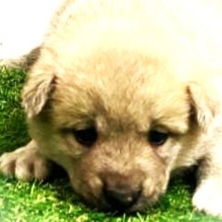 5-3-234◆可愛い子犬◆家族に迎えませんか？