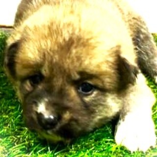 5-3-235◆可愛い子犬◆家族に迎えませんか？