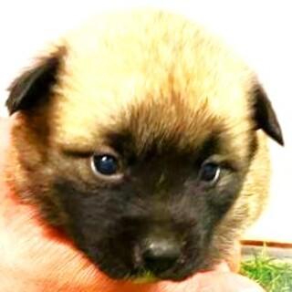 5-3-236◆可愛い子犬◆家族に迎えませんか？