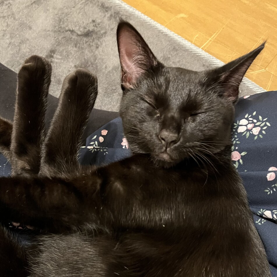 ココアのカバー写真