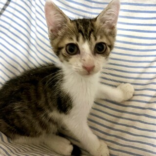 愛らしいシロキジの女の子