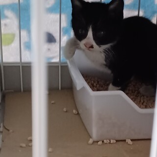 里親さん募集です。