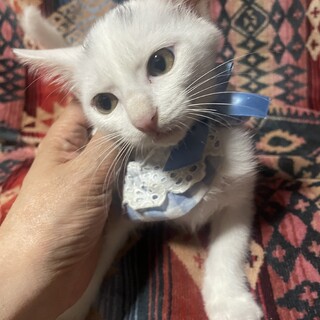 ルナ、チャーリーと兄妹、ルル君♡