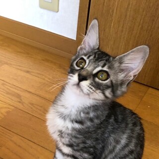 【素敵な里親様に出会えました】コトラくん