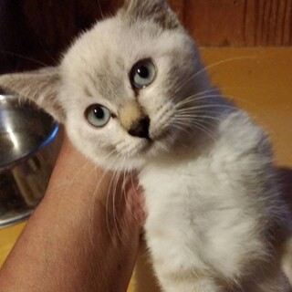 メリーちゃん・落ち着きがある女の子