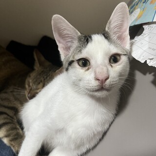 人間大好き！甘えん坊な男の子