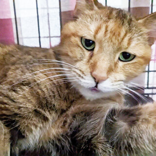 控えめな甘えん坊「お多福豆」と「栗きんとん」