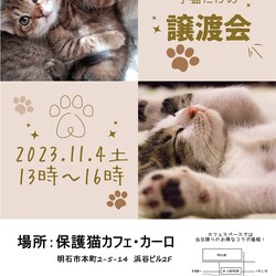 緊急！子猫だけ！明石【譲渡会】Fan CAT with カーロ 第133回