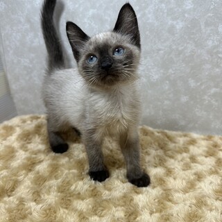 青い目のジーナ2か月！甘えん坊で人が大好き❤