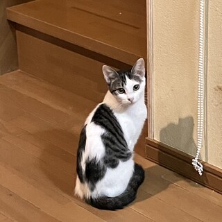 美猫　穏やかで甘えん坊白さば4か月