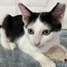 人馴れ抜群、白黒ハチワレのマリンちゃん！ サムネイル3
