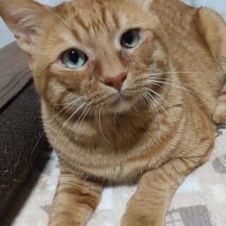 4歳の茶トラの男の子！