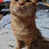 4歳の茶トラの男の子！ サムネイル2
