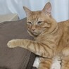 4歳の茶トラの男の子！ サムネイル3