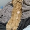 4歳の茶トラの男の子！ サムネイル4
